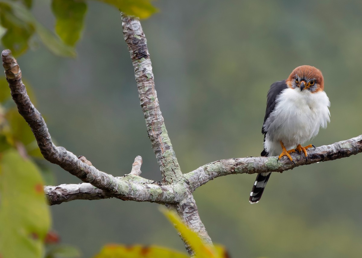 White-rumped Falcon - ML628078814