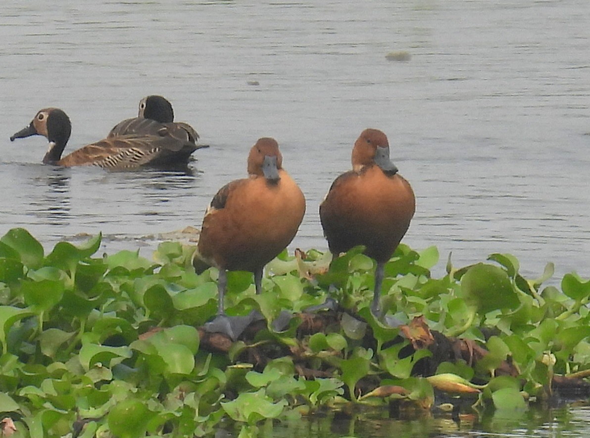 Fulvous Whistling-Duck - ML628078864