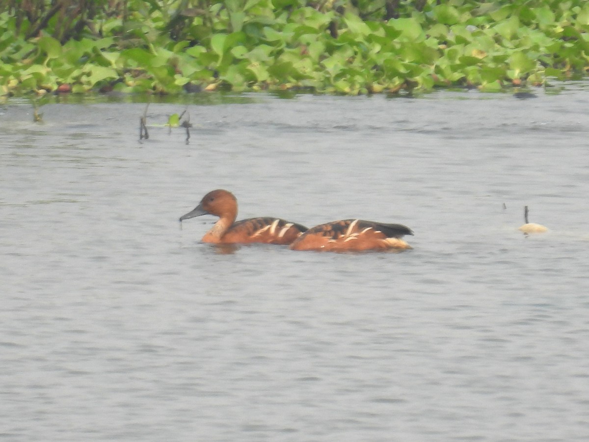 Fulvous Whistling-Duck - ML628078865