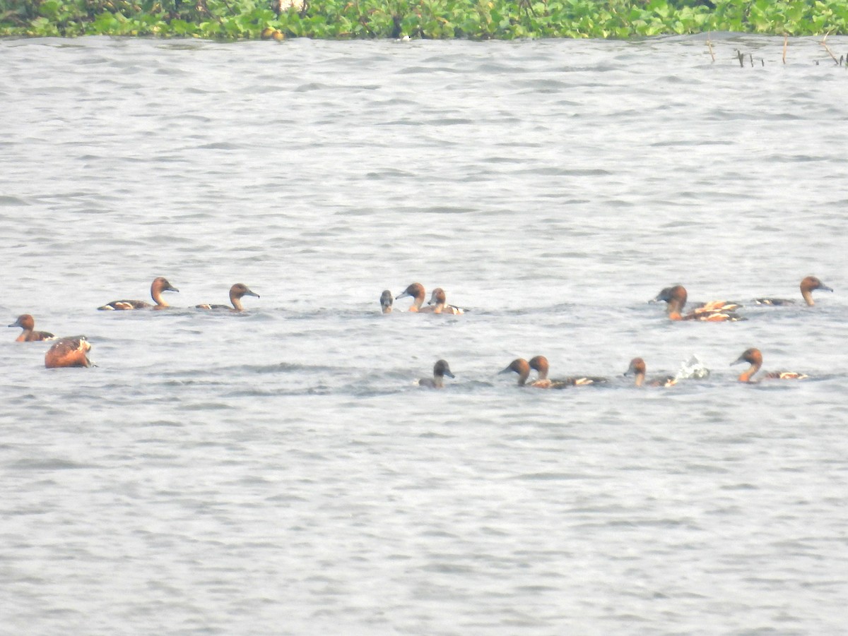 Fulvous Whistling-Duck - ML628078929