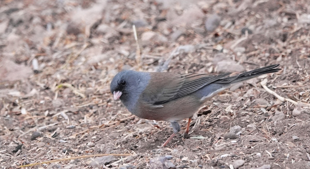 Dark-eyed Junco (Pink-sided) - ML628078988