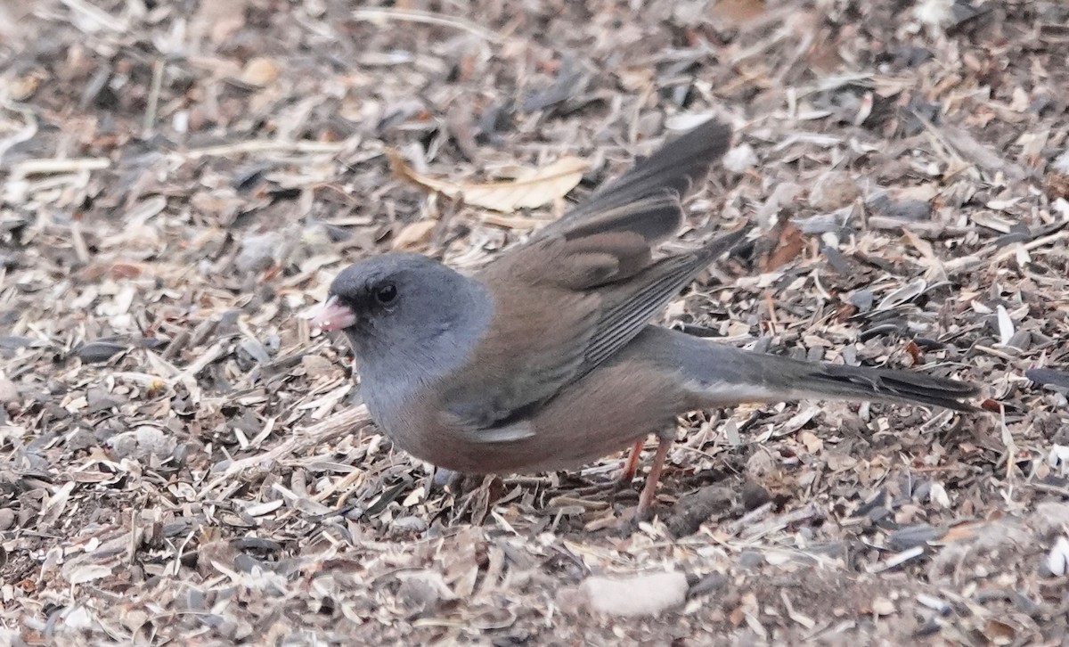 Dark-eyed Junco (Pink-sided) - ML628078989