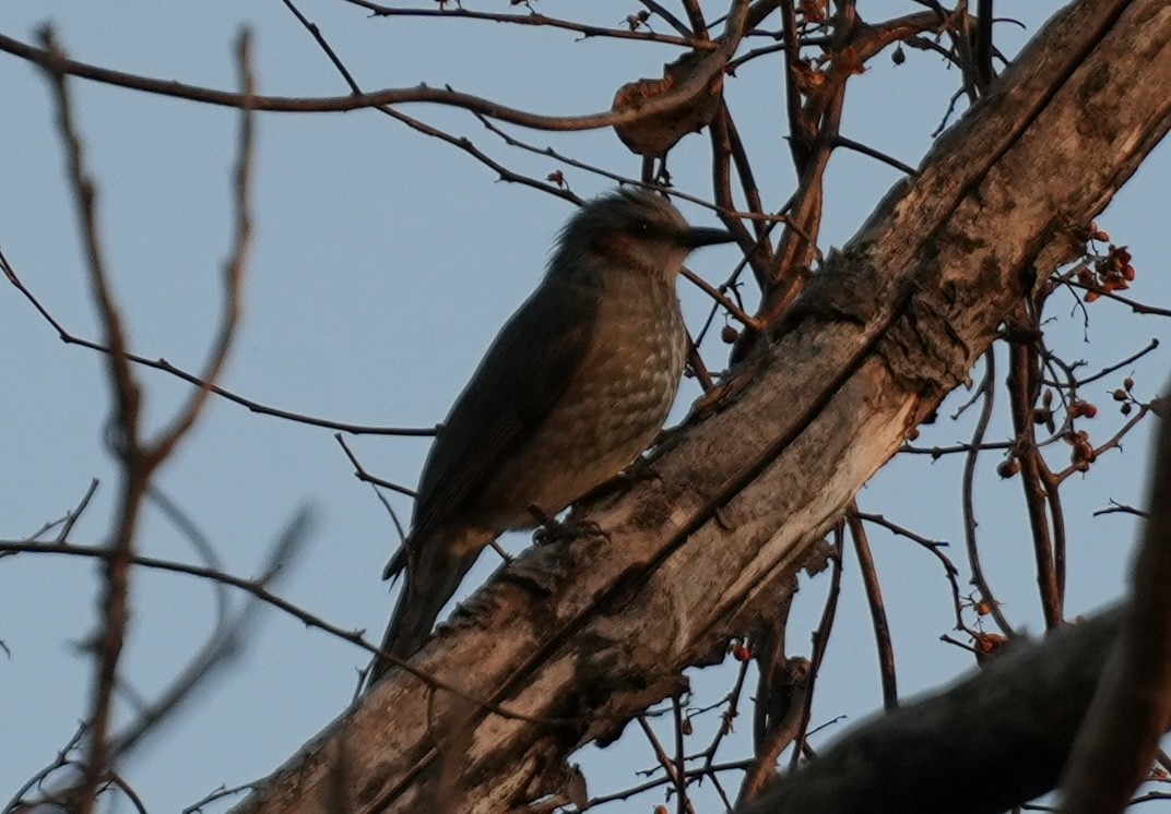 Brown-eared Bulbul - ML628079088