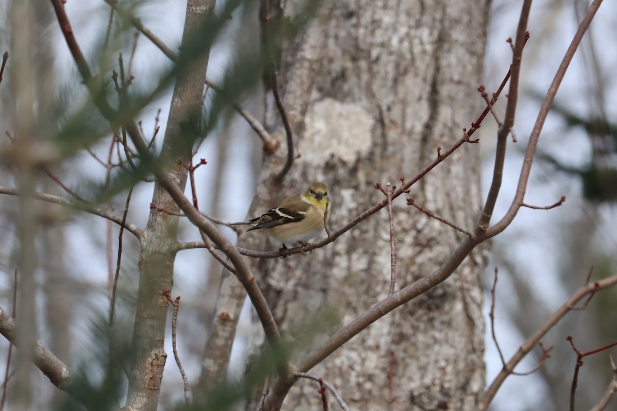 American Goldfinch - ML628079090