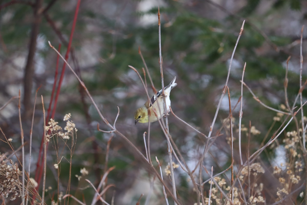 American Goldfinch - ML628079091