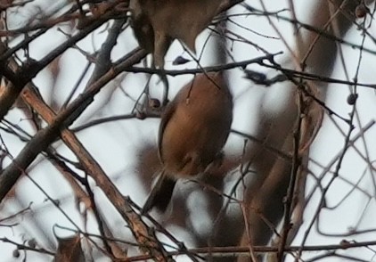 Vinous-throated Parrotbill - ML628079093