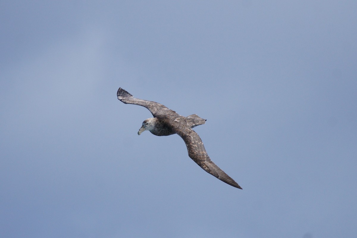 Southern Giant-Petrel - ML628079108