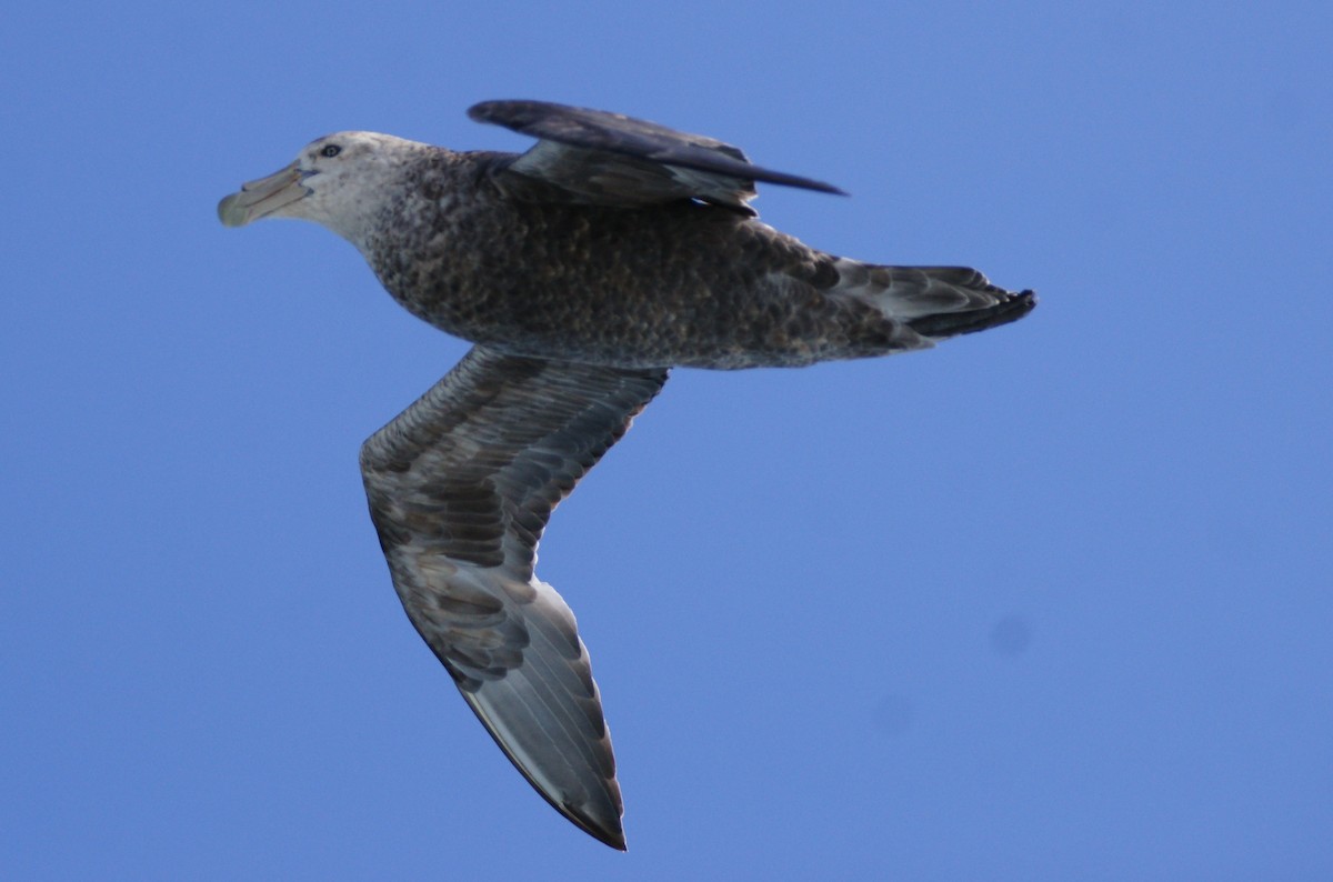 Southern Giant-Petrel - ML628079109