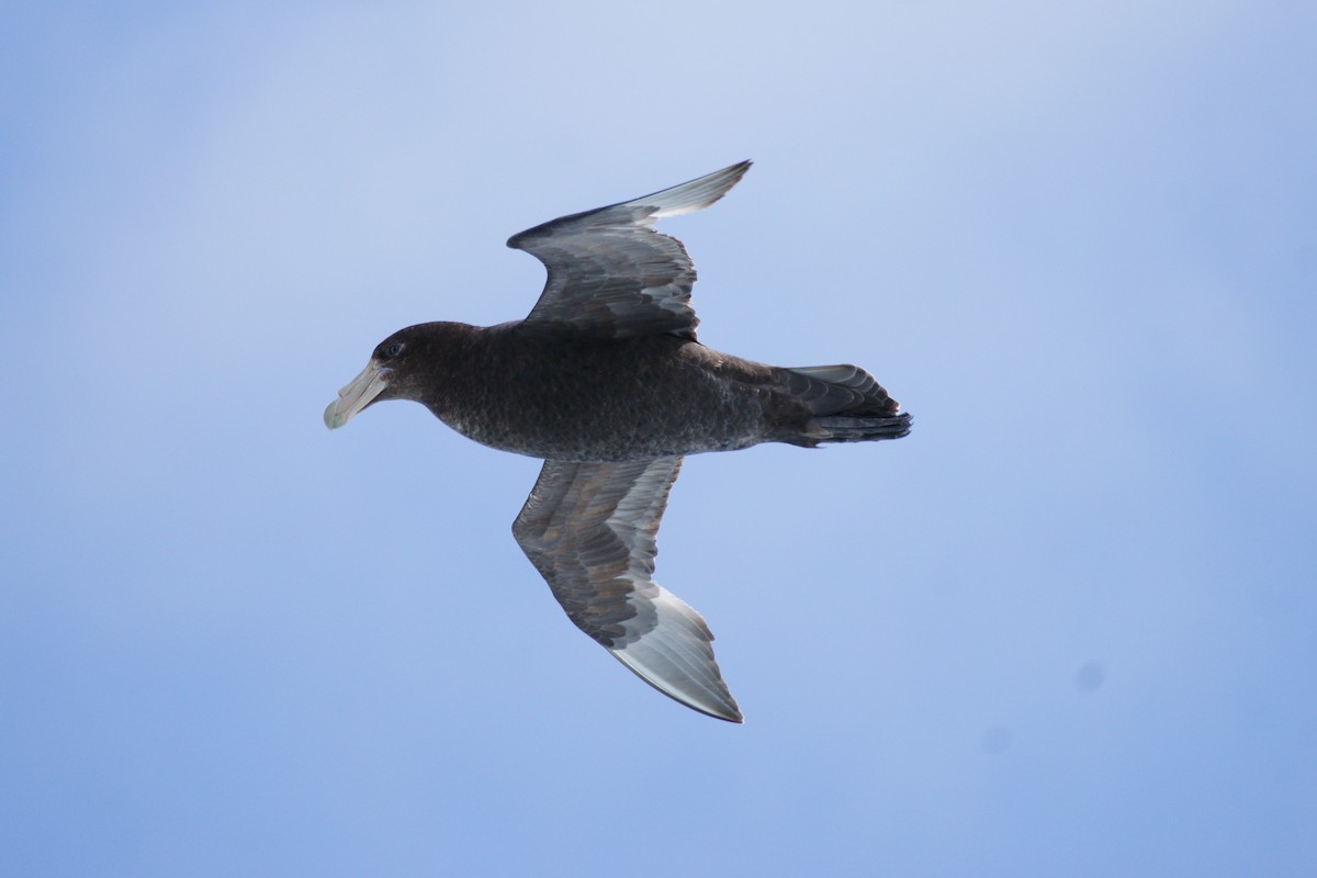 Southern Giant-Petrel - ML628079110