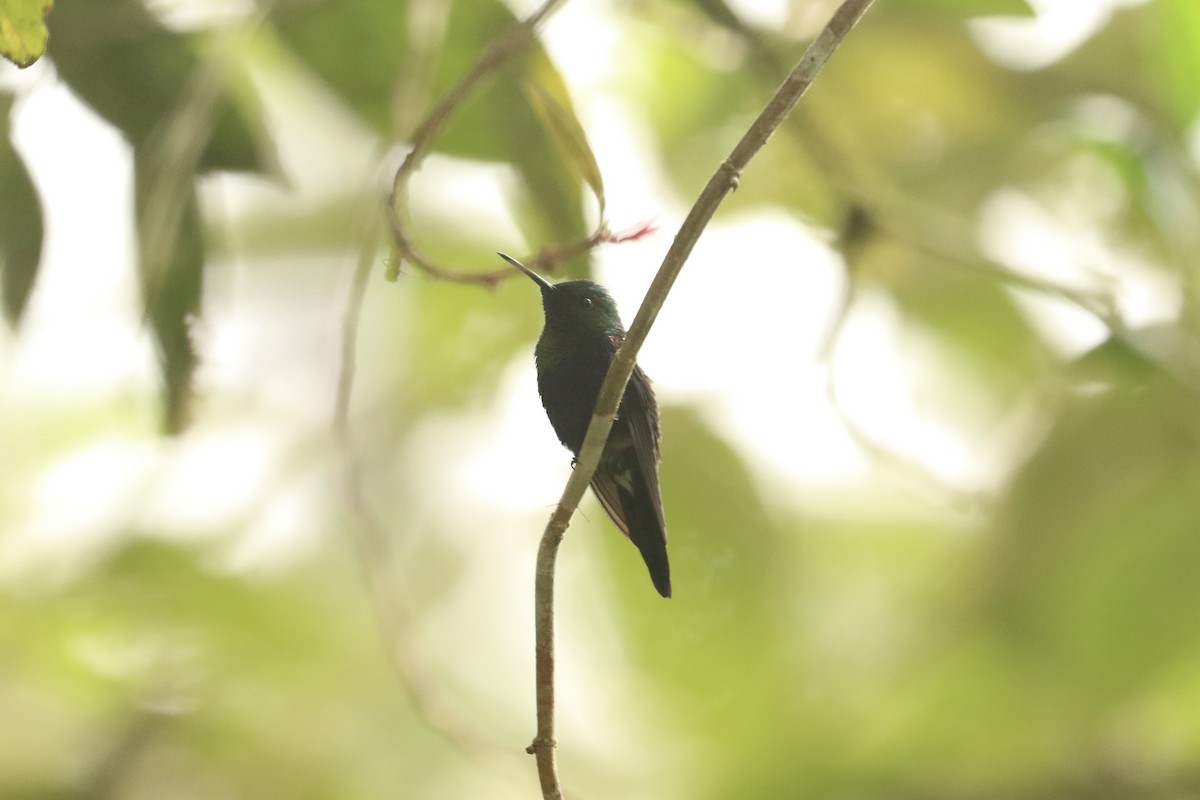 Crowned Woodnymph (Green-crowned) - ML628079130