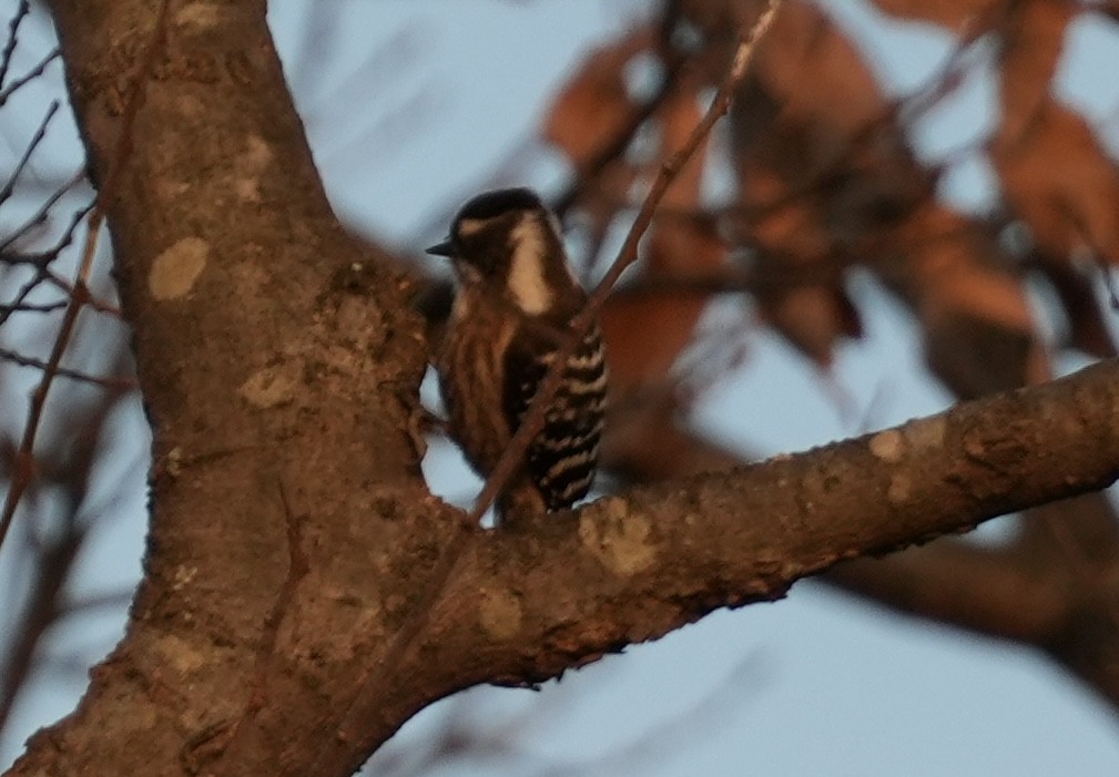 Japanese Pygmy Woodpecker - ML628079174