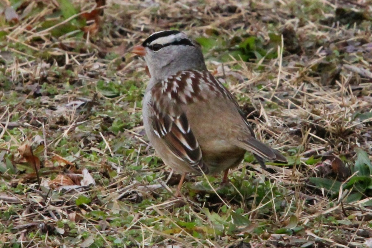 White-crowned Sparrow - ML628079184