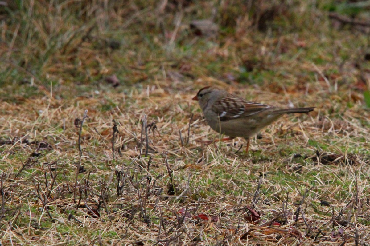 White-crowned Sparrow - ML628079203