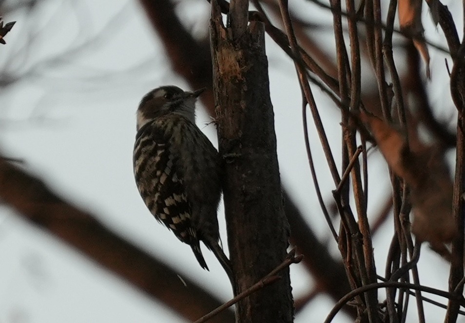 Japanese Pygmy Woodpecker - ML628079208