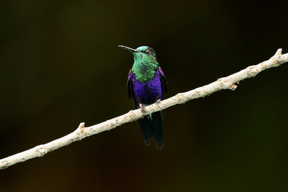 Crowned Woodnymph (Green-crowned) - ML628079213