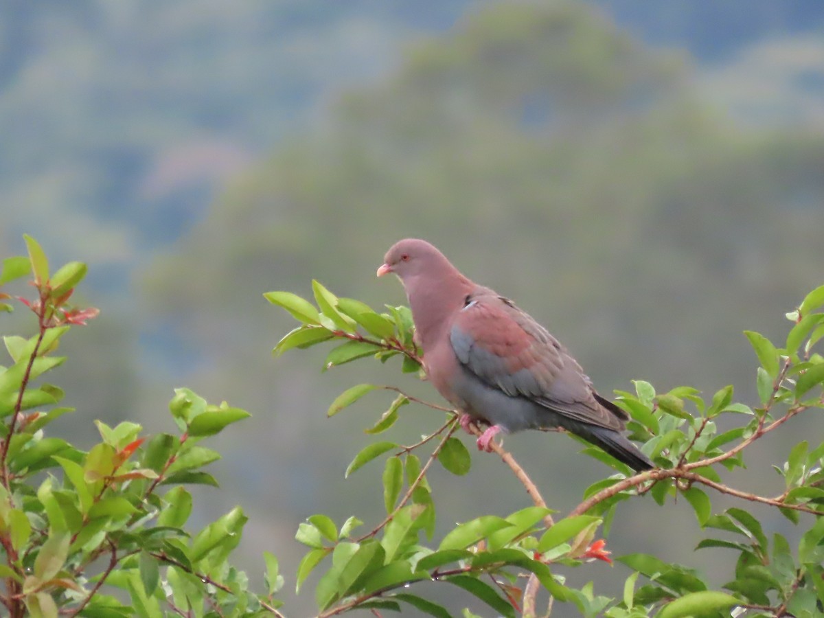 Red-billed Pigeon - ML628079231