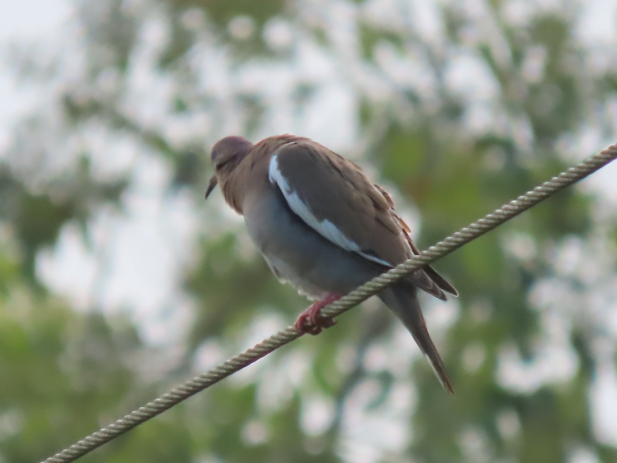 White-winged Dove - ML628079240