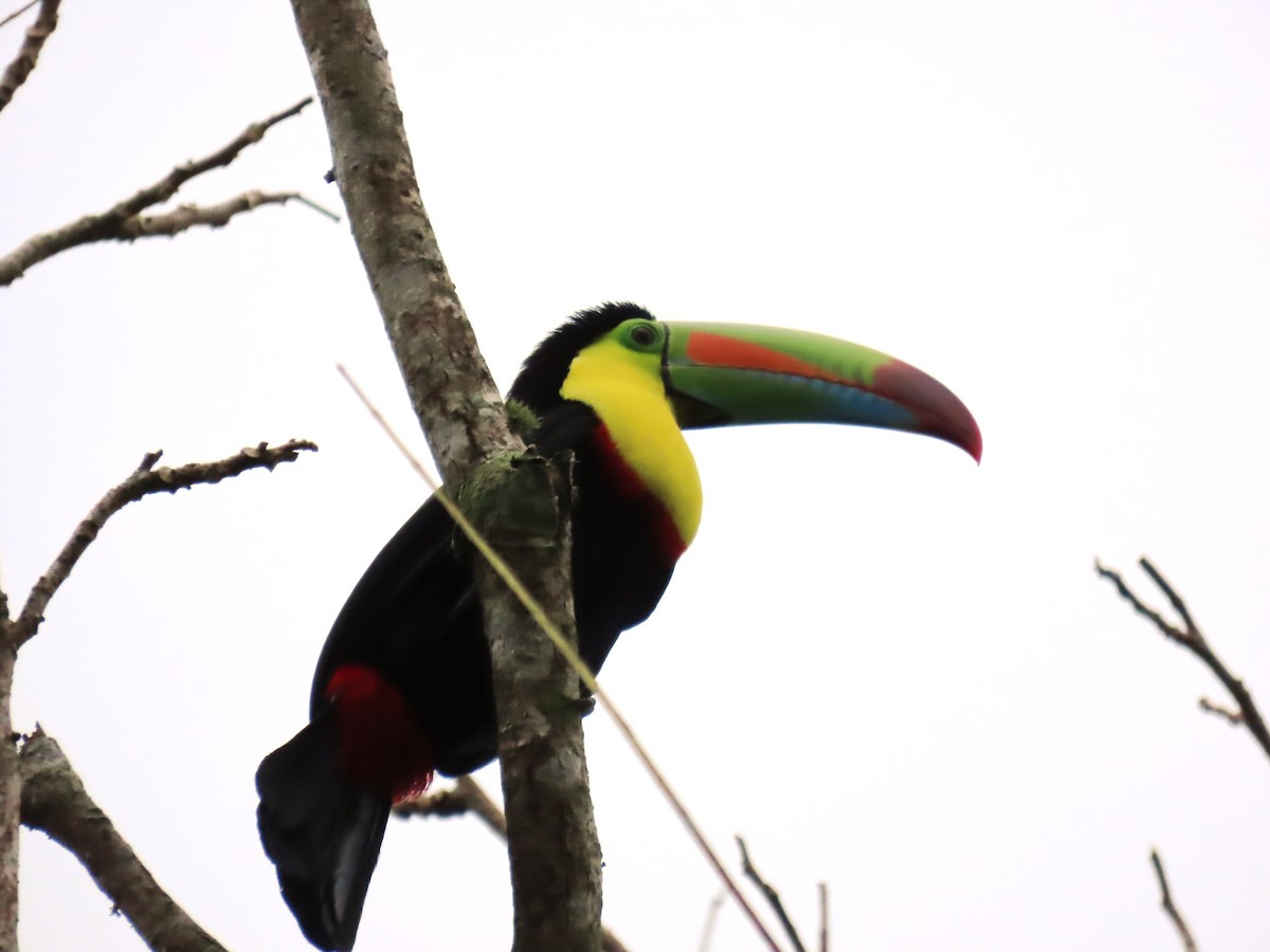 Keel-billed Toucan - ML628079247