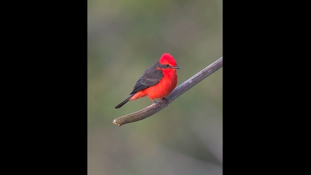 Vermilion Flycatcher - ML628079249