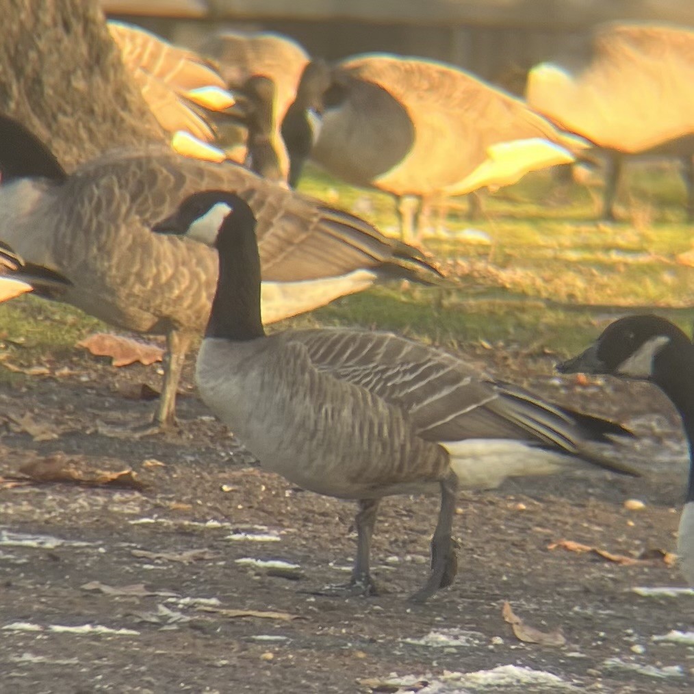 Cackling Goose - ML628079250