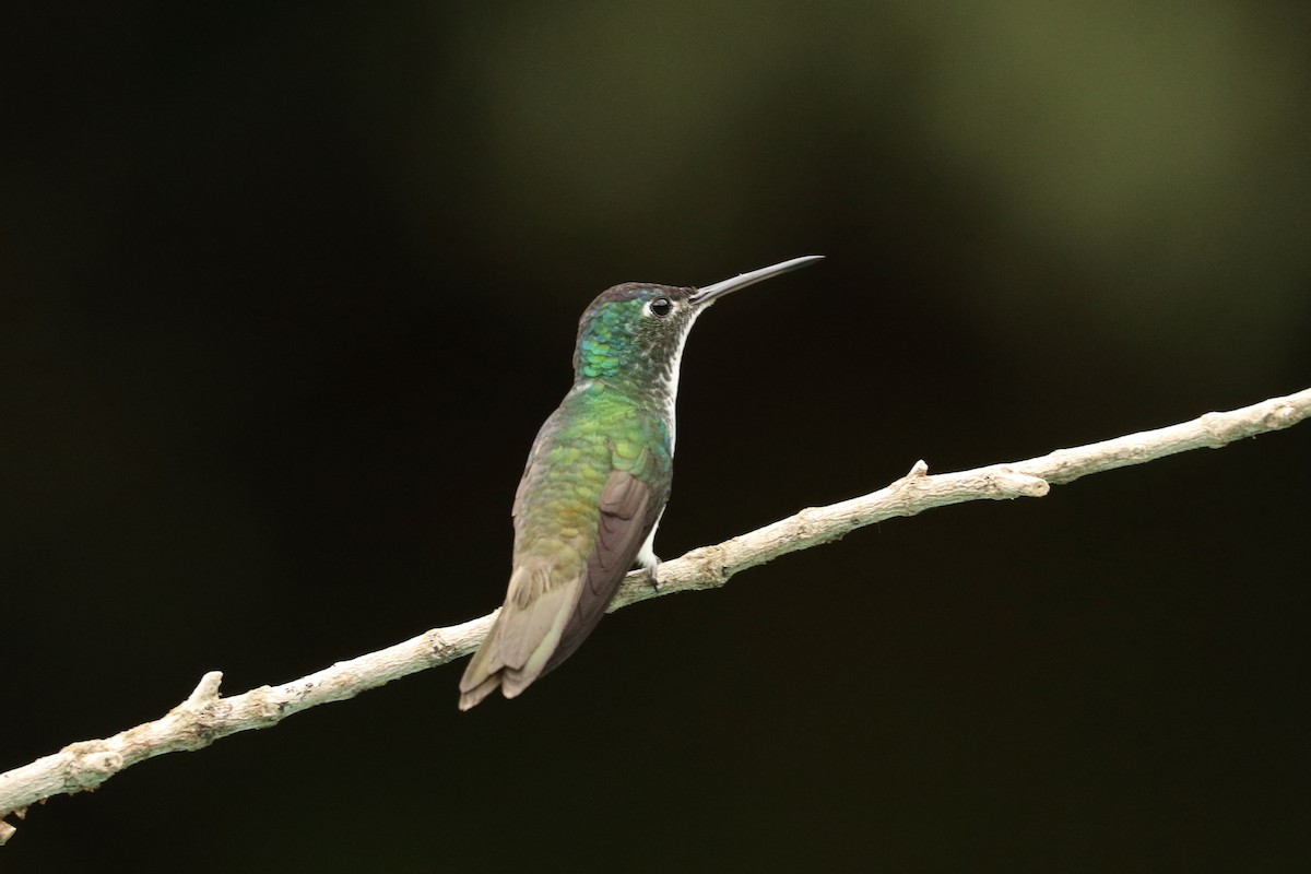 Andean Emerald - ML628079260