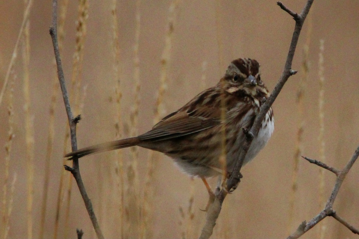 Song Sparrow - ML628079281