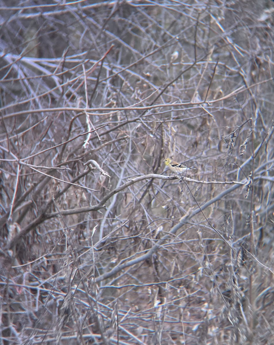 American Goldfinch - ML628079289