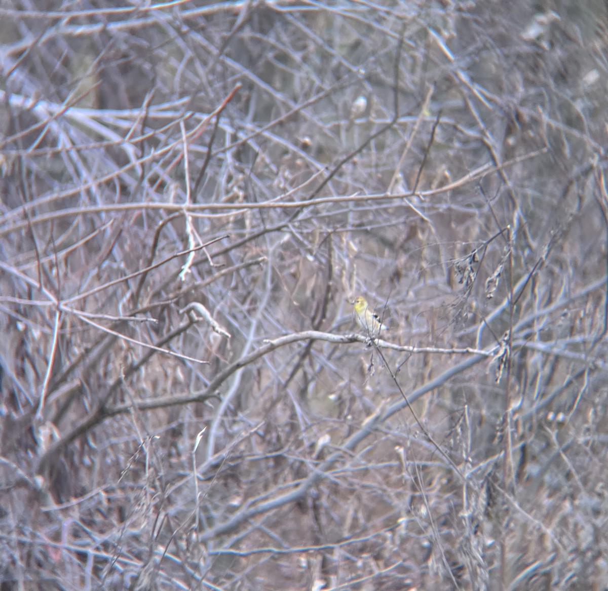 American Goldfinch - ML628079291