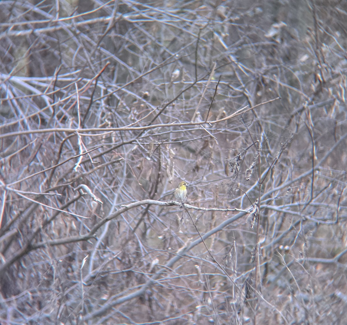 American Goldfinch - ML628079292