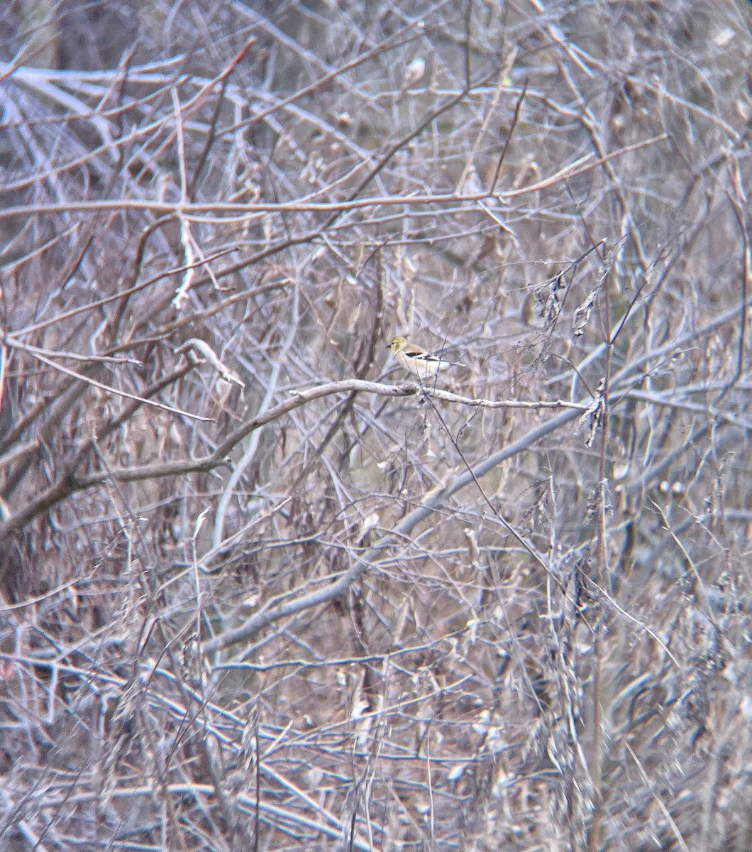 American Goldfinch - ML628079293