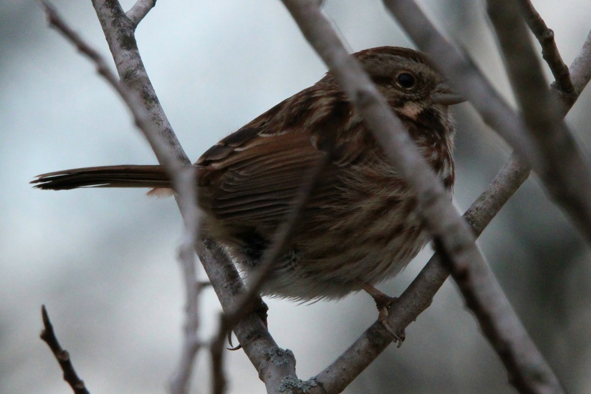 Song Sparrow - ML628079309