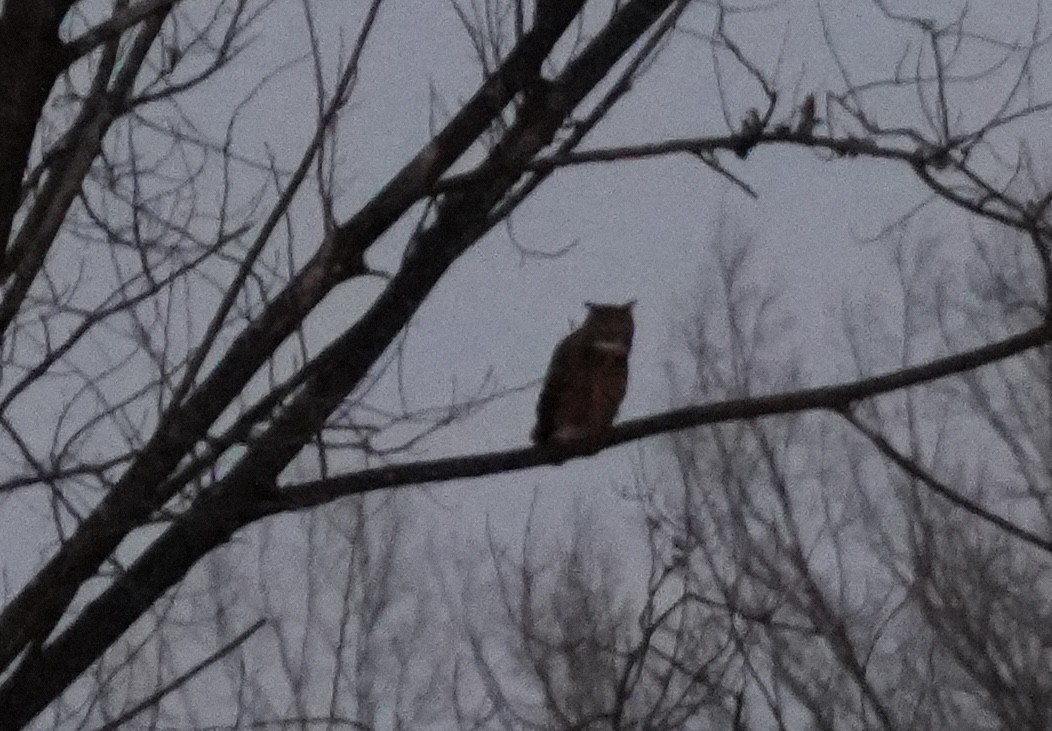 Eurasian Eagle-Owl - ML628079405