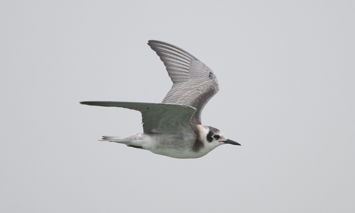 Black Tern - Brian Sullivan