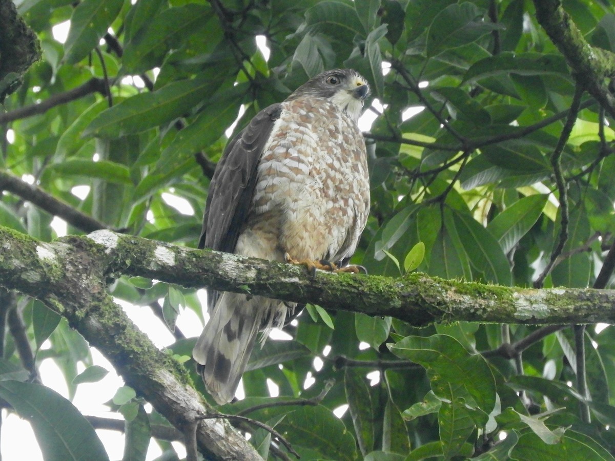 Roadside Hawk - ML628079457