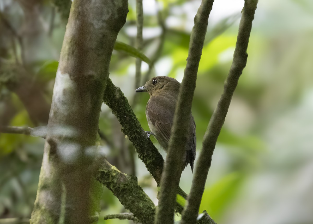 Olivaceous Schiffornis - ML628079489