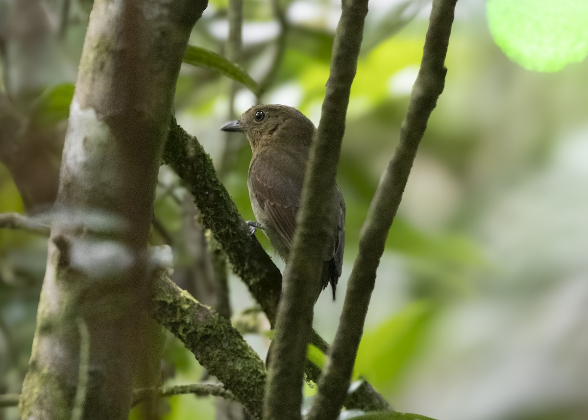 Olivaceous Schiffornis - ML628079490