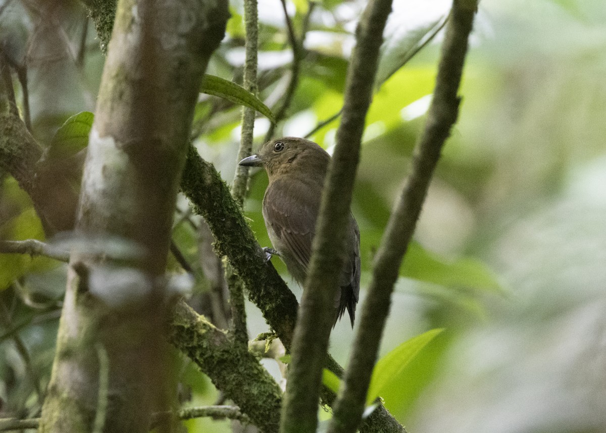 Olivaceous Schiffornis - ML628079491
