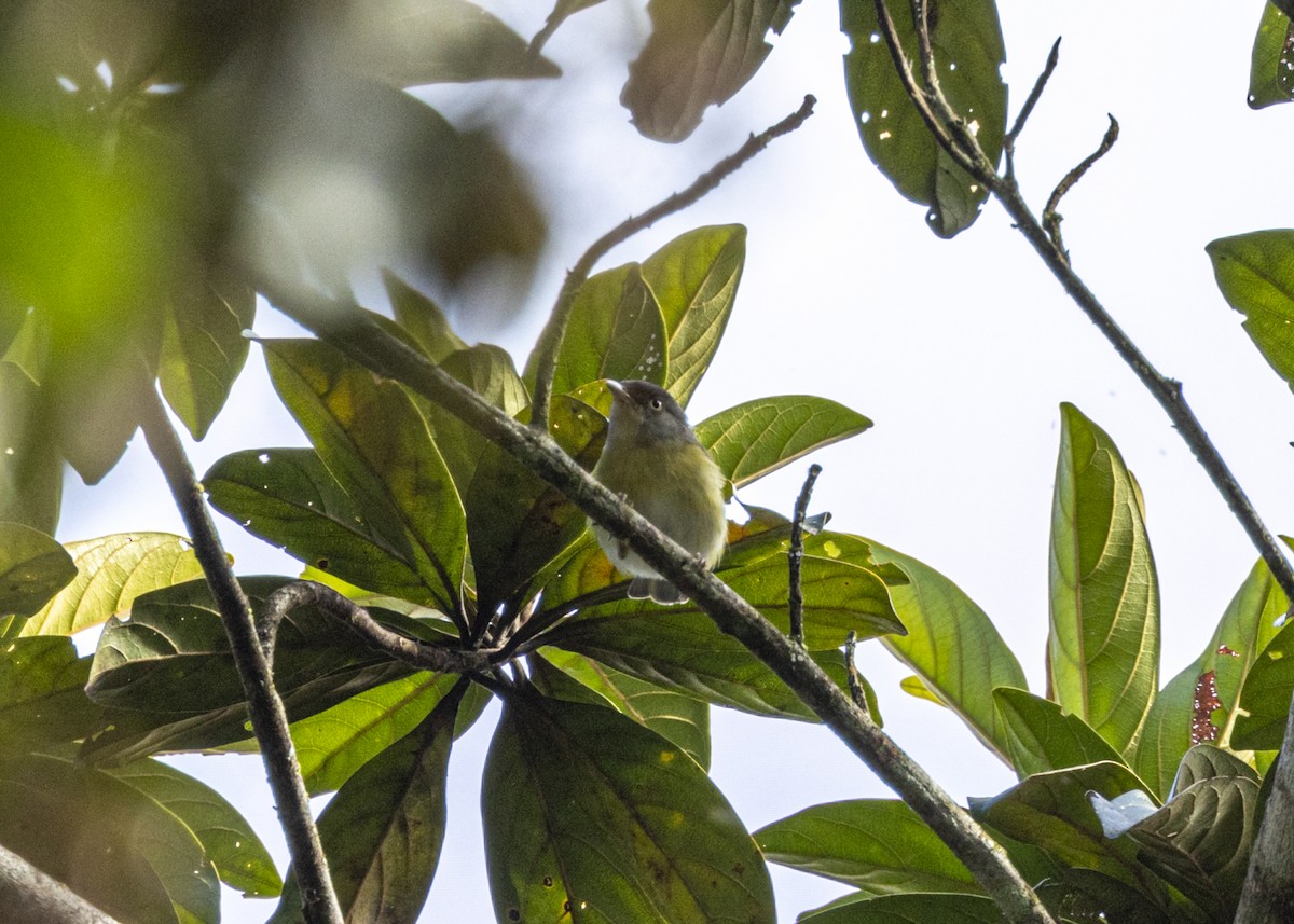 Tepui Vireo - ML628079494