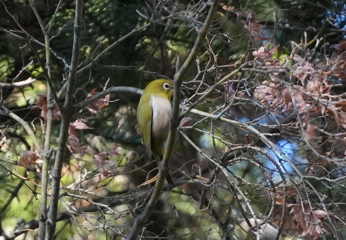 Warbling White-eye - ML628079551