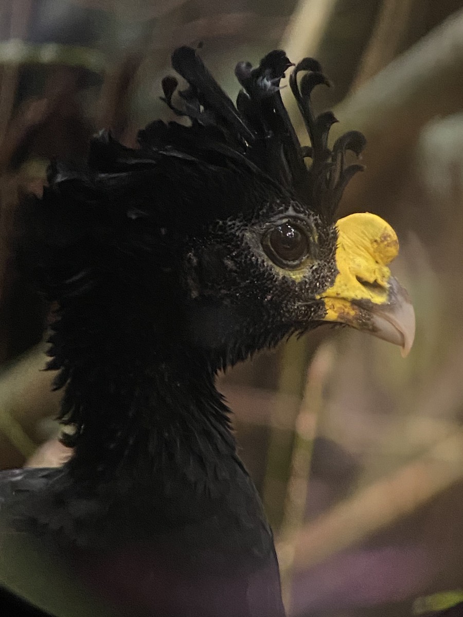 Great Curassow - ML628079563