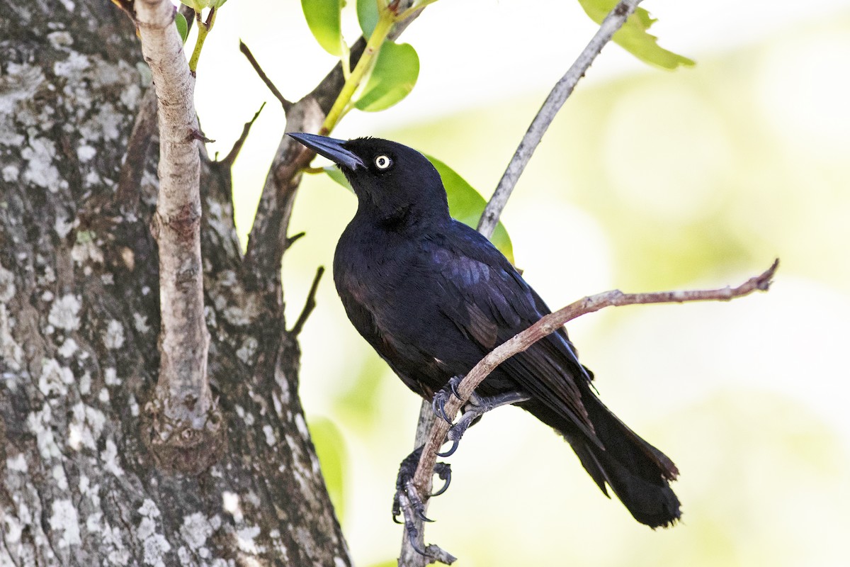 Greater Antillean Grackle - ML628079564