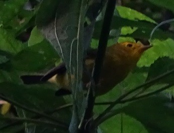 Wilson's Warbler - ML628079607