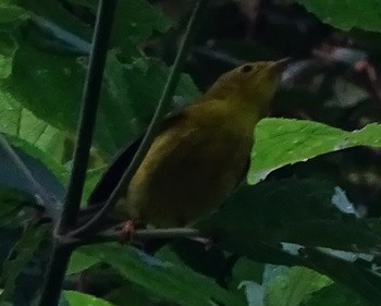 Wilson's Warbler - ML628079608
