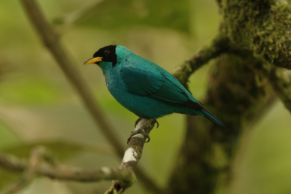 Green Honeycreeper - ML628079628