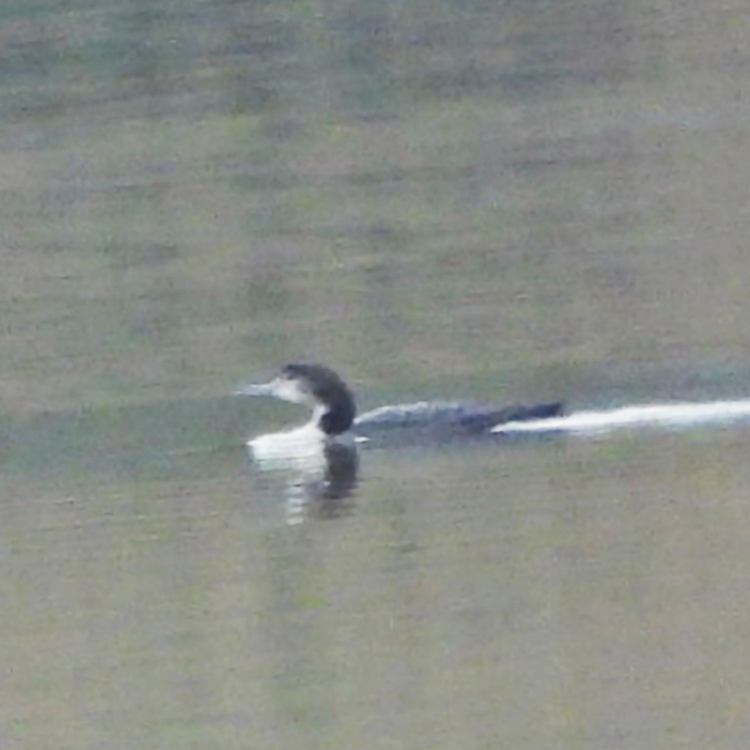 Common Loon - ML628079635