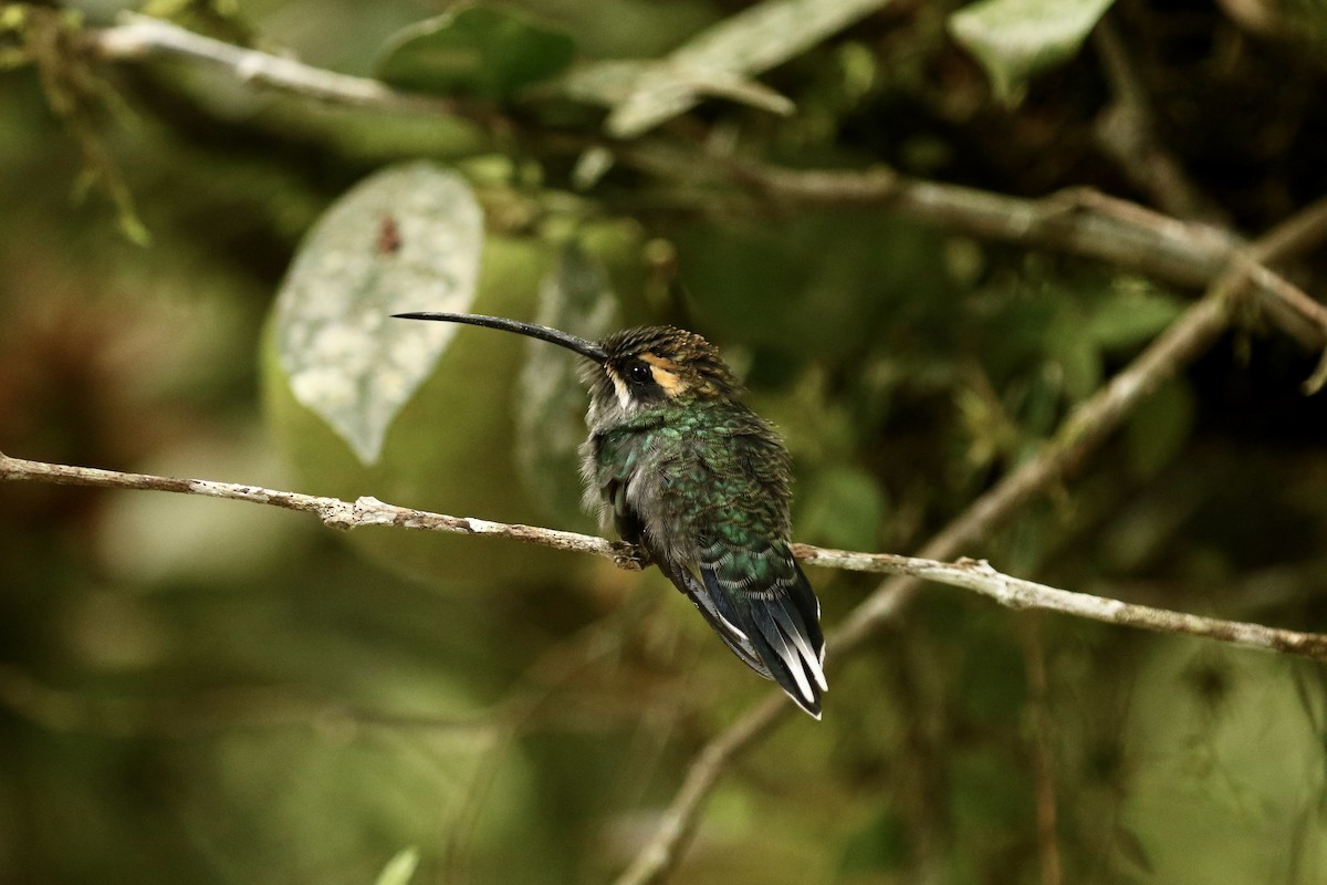 White-whiskered Hermit - ML628079645