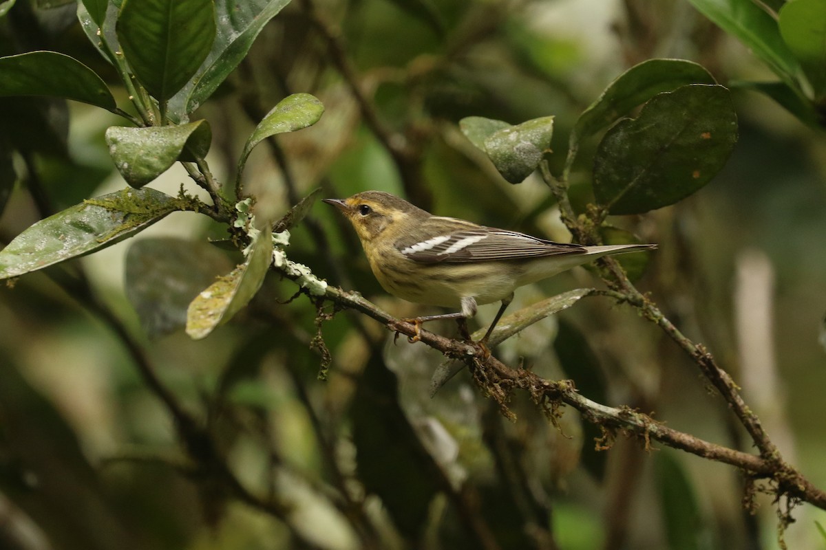 Blackburnian Warbler - ML628079692