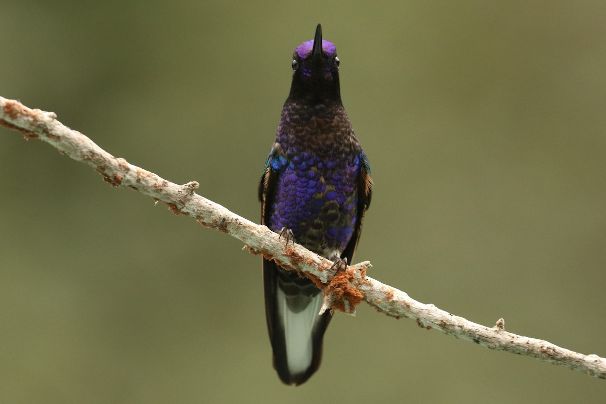 Velvet-purple Coronet - ML628079723