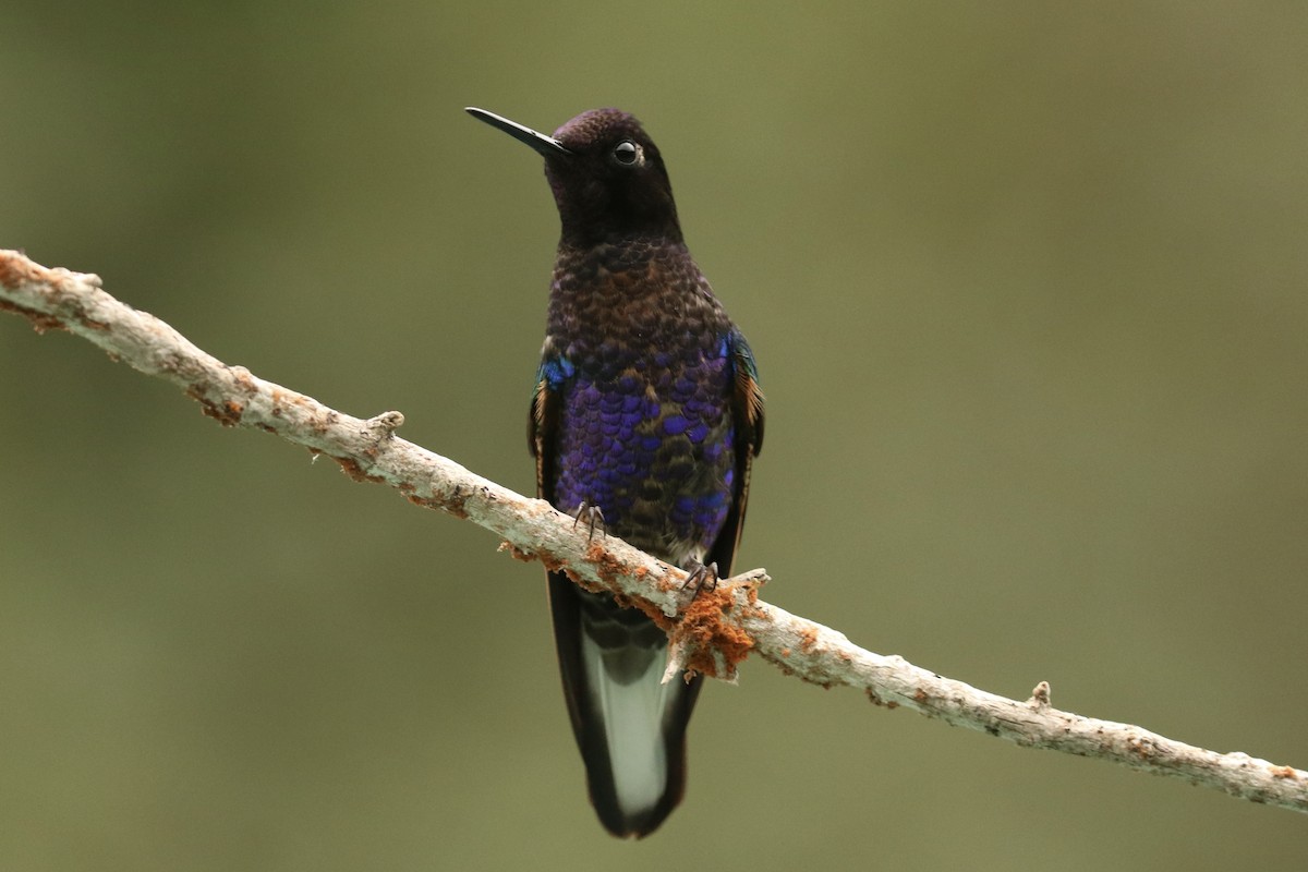 Velvet-purple Coronet - ML628079724