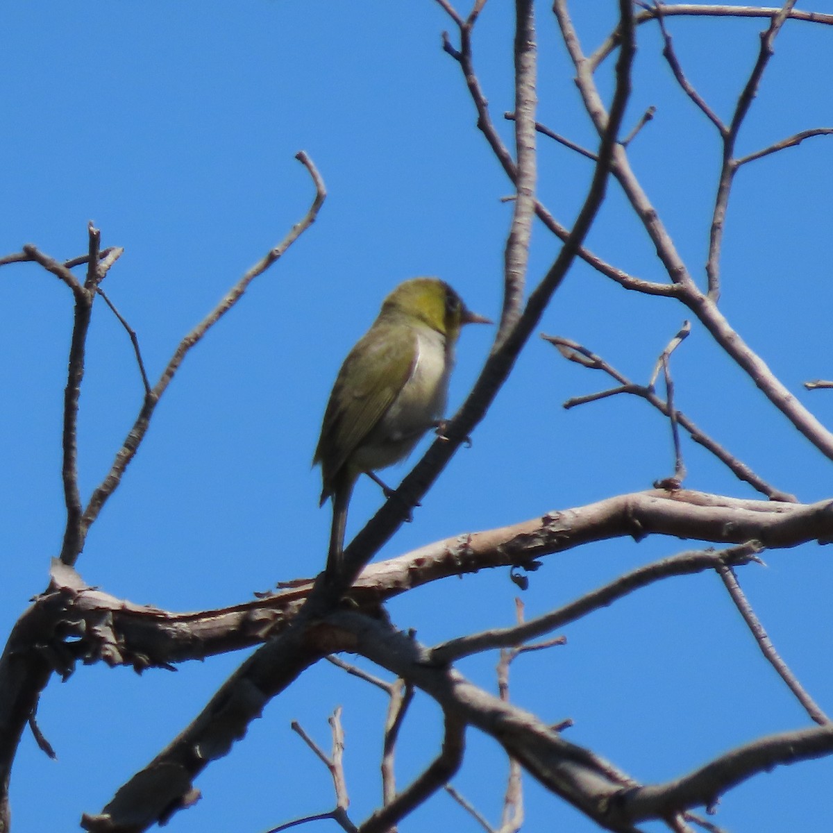 Silvereye - ML628079772